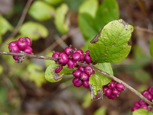 {Symphoricarpos orbiculatus}